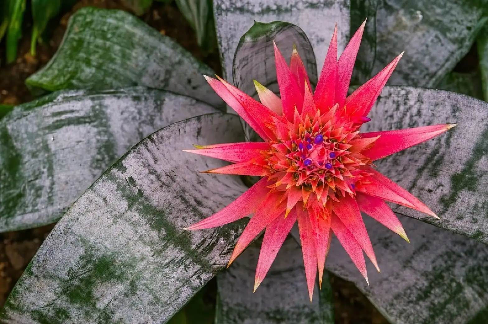 Aechmea fendleri flowering inflorescence close-up