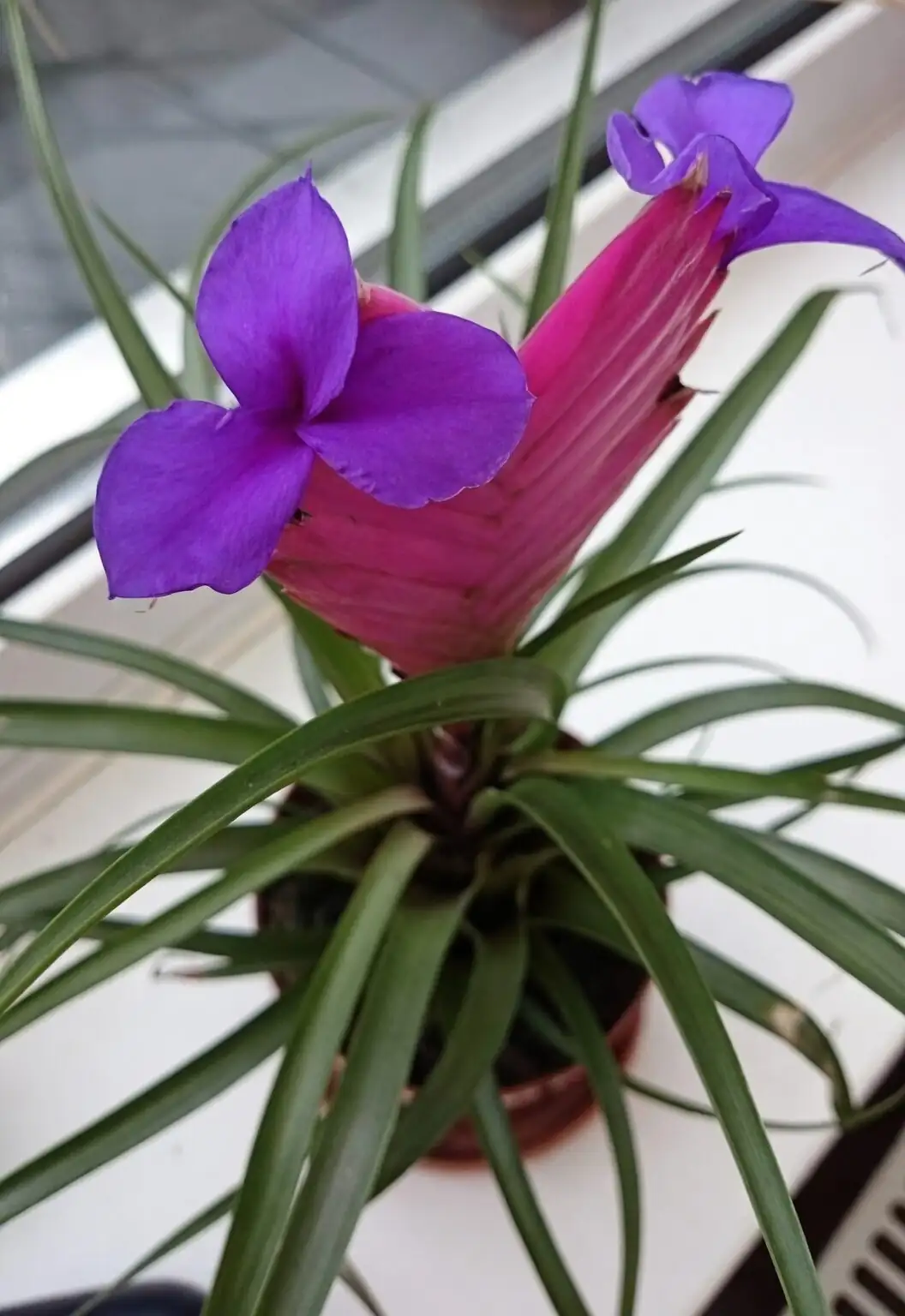 tillandsia cyanea bract purple flower macro