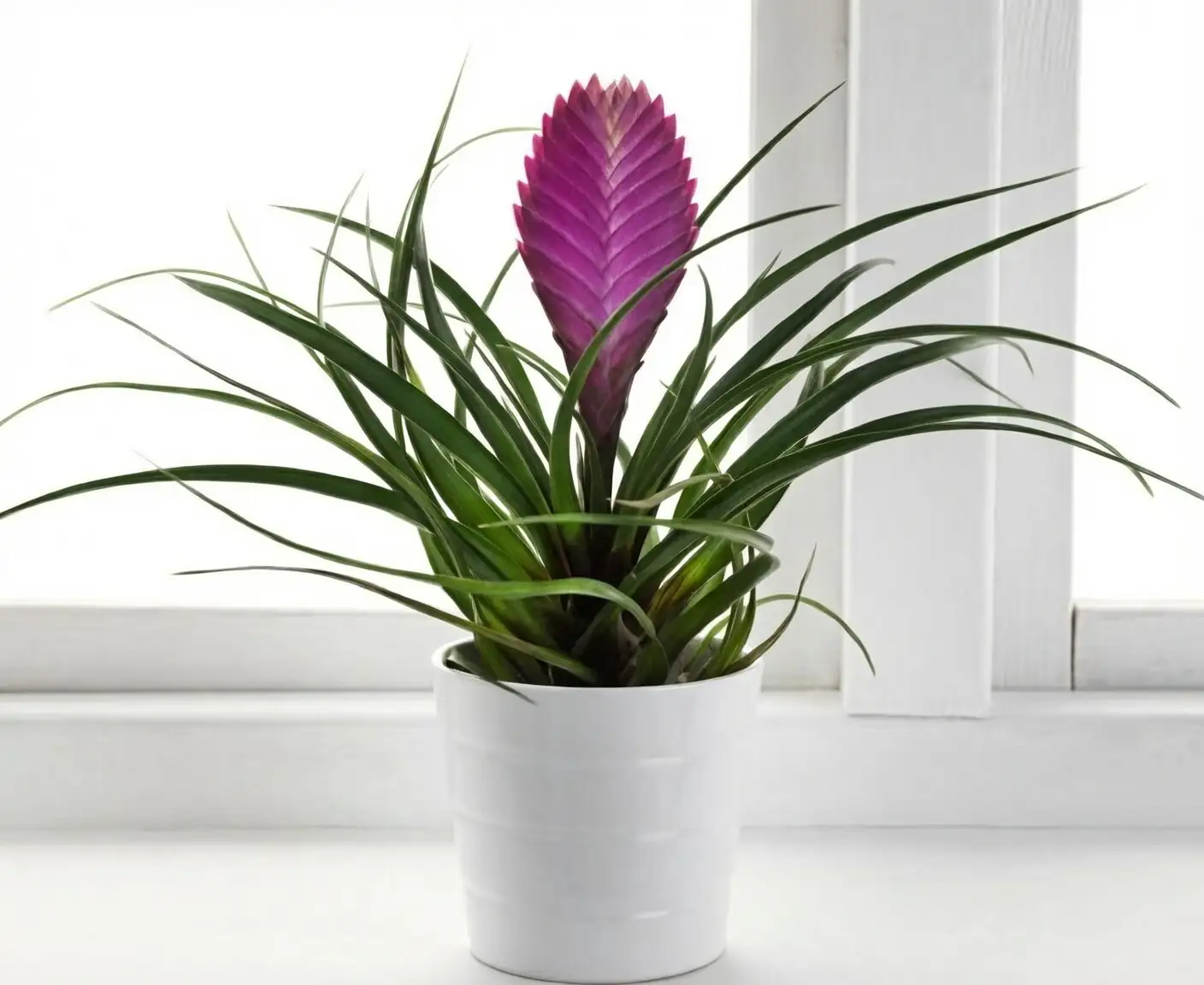 tillandsia cyanea watering central cup