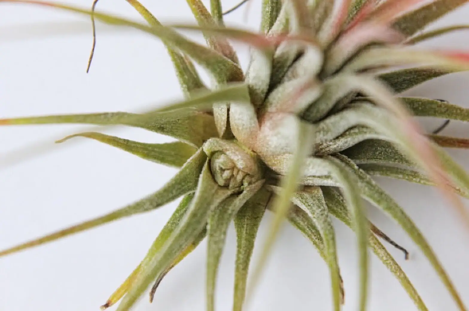 tillandsia cyanea pups division close-up