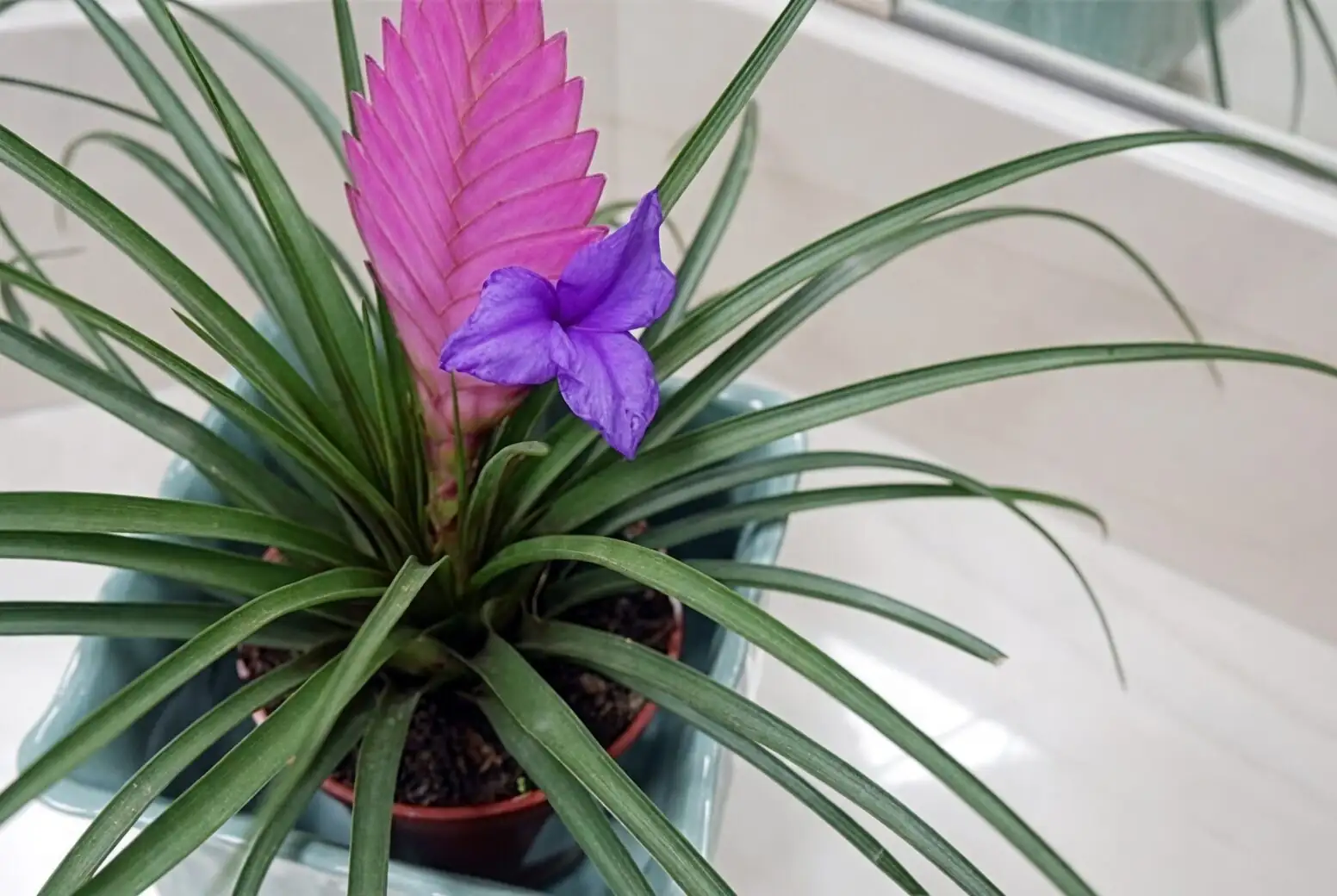 pink quill flower close-up