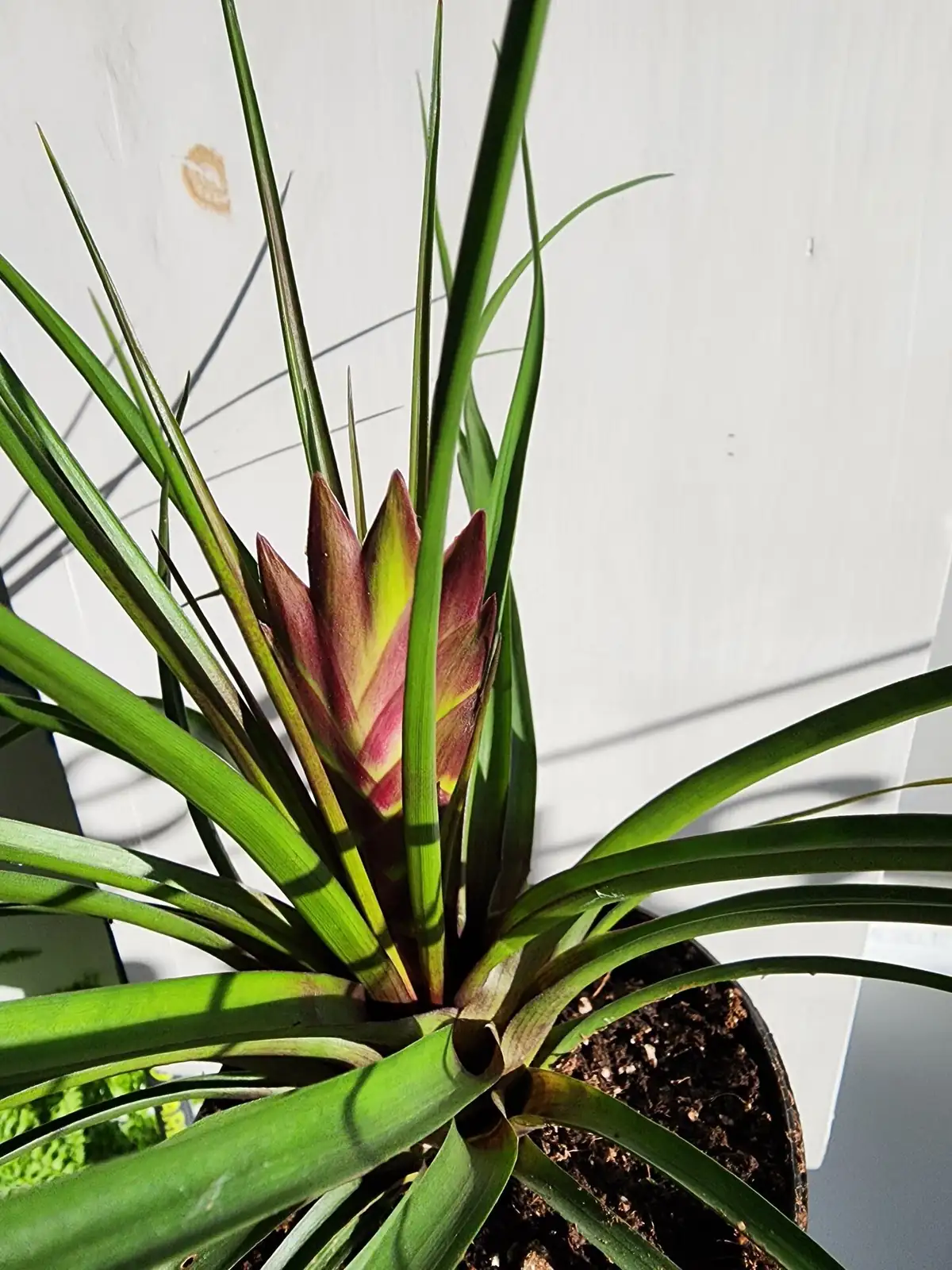 tillandsia cyanea watering cup