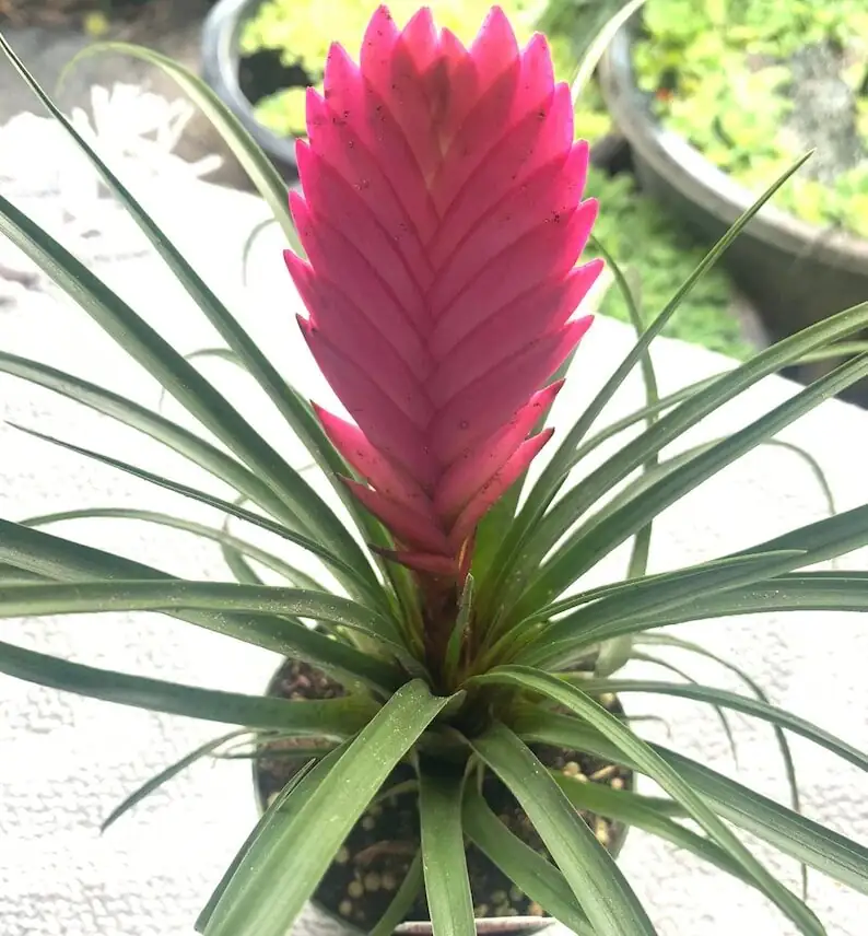 从一株到一丛：蜻蜓凤梨侧芽分株大师课