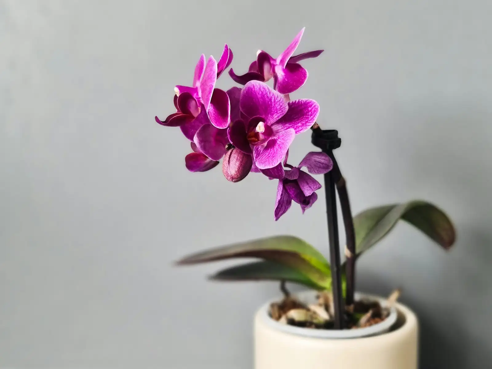 tillandsia cyanea potting orchid mix