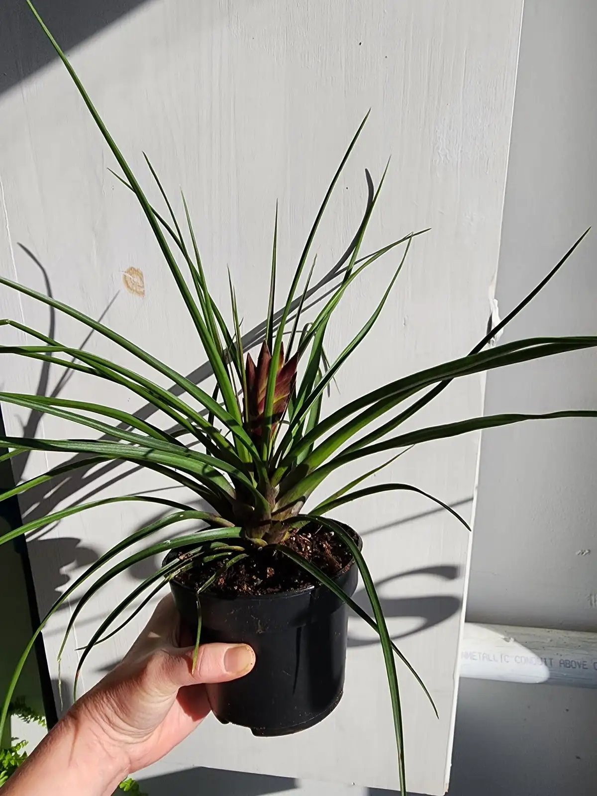tillandsia cyanea cup watering