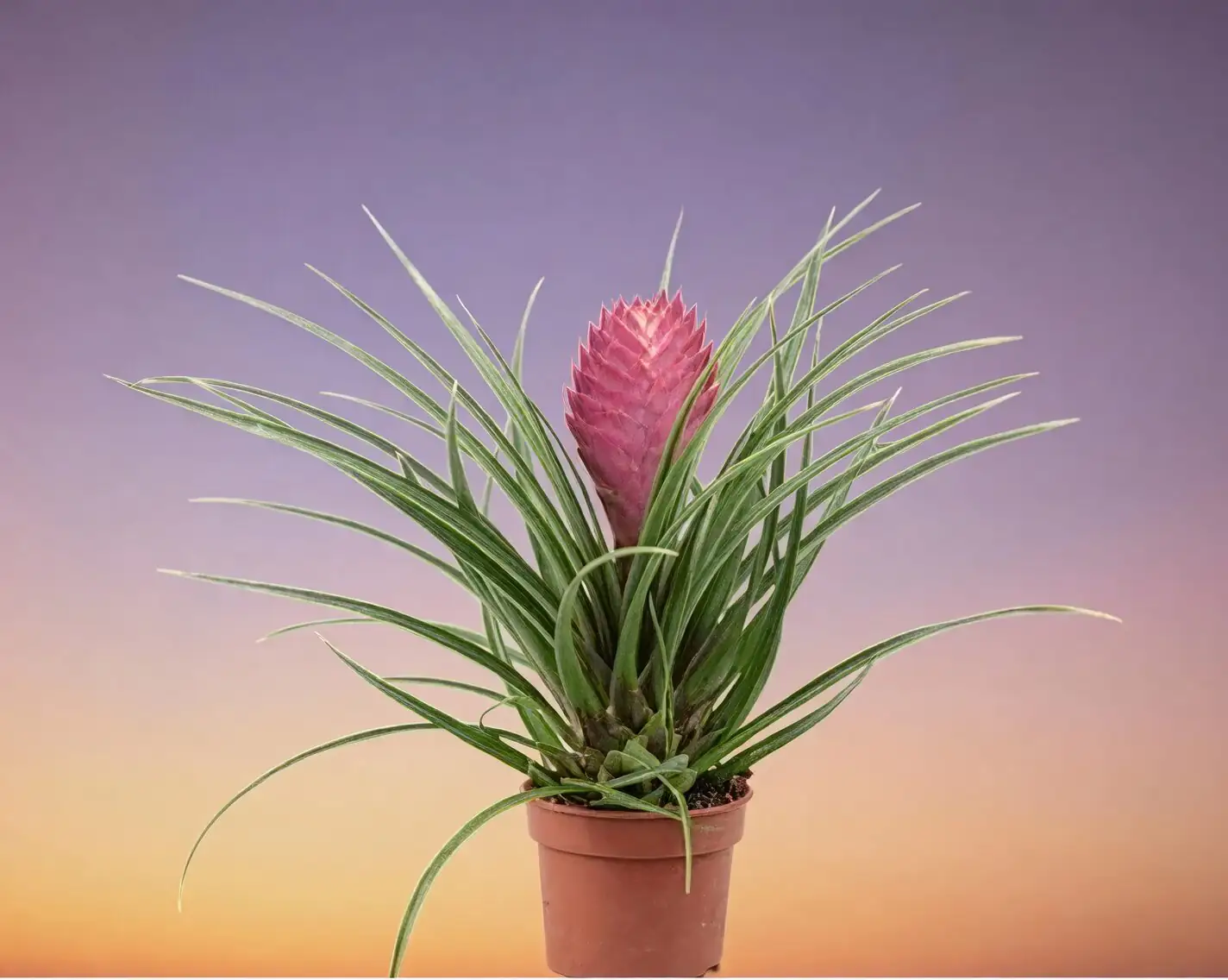 pink quill rosette cup close-up