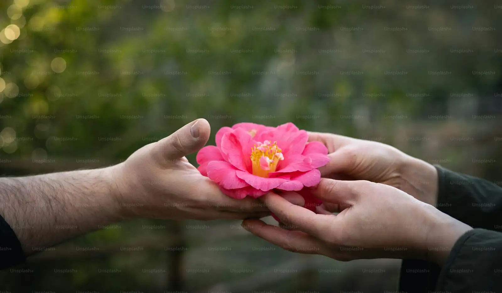 pink quill cup watering hands