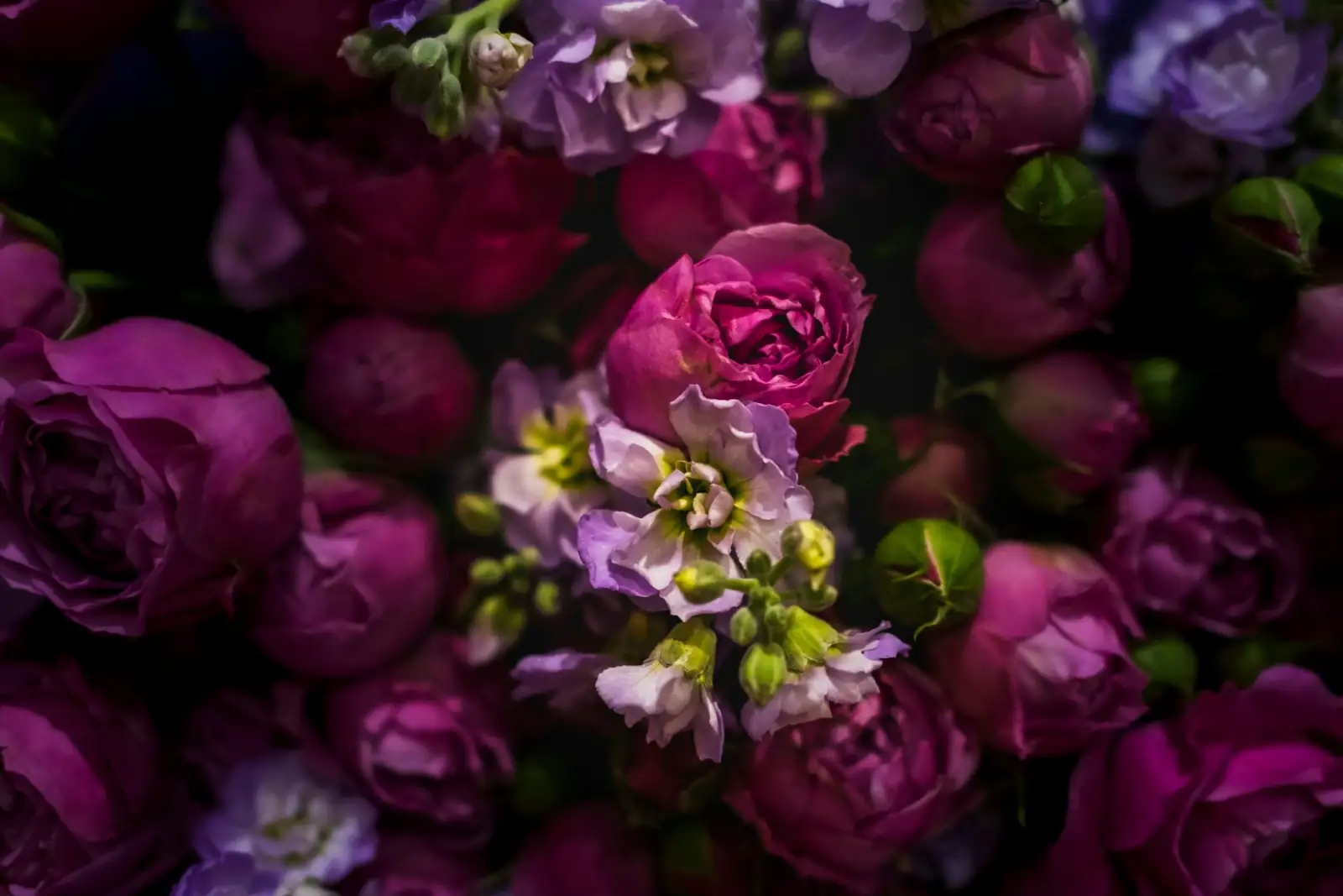 pink quill pink bract purple flowers