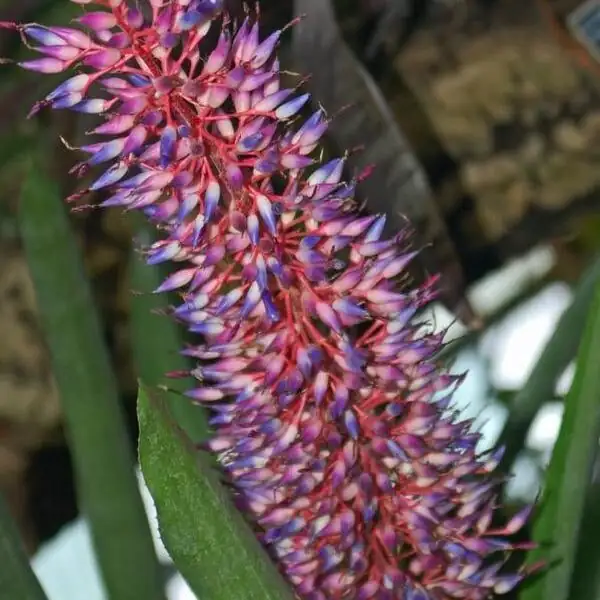 Aechmea fendleri potted and mounted