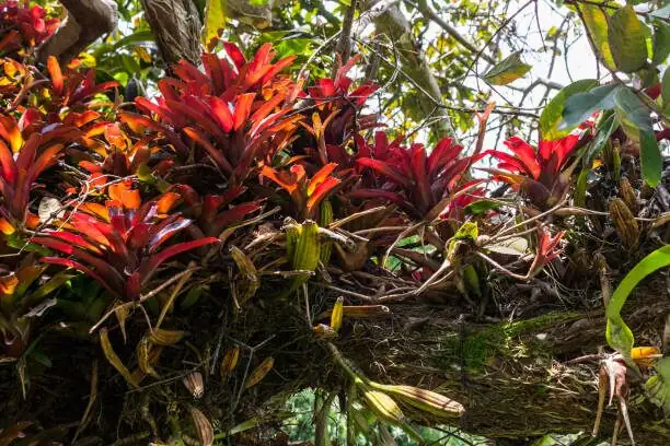 Aechmea fendleri mounted on cork