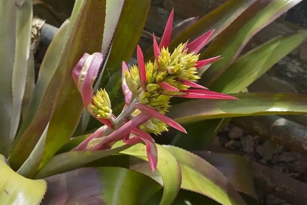 Aechmea fendleri cup watering hands