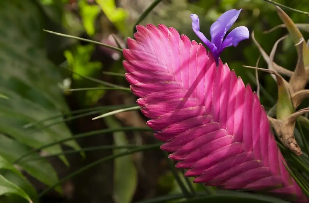 pink quill bromeliad flower close-up
