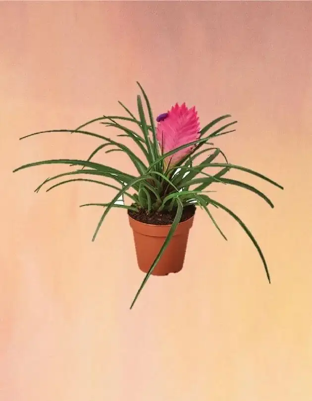 pink quill bromeliad bright window light