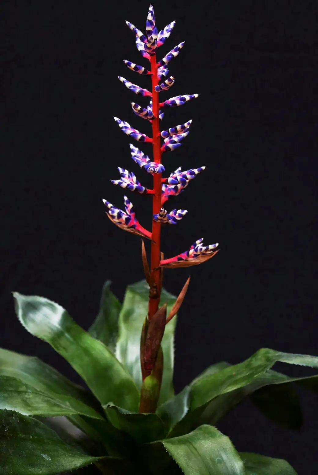 pink quill bromeliad pups division