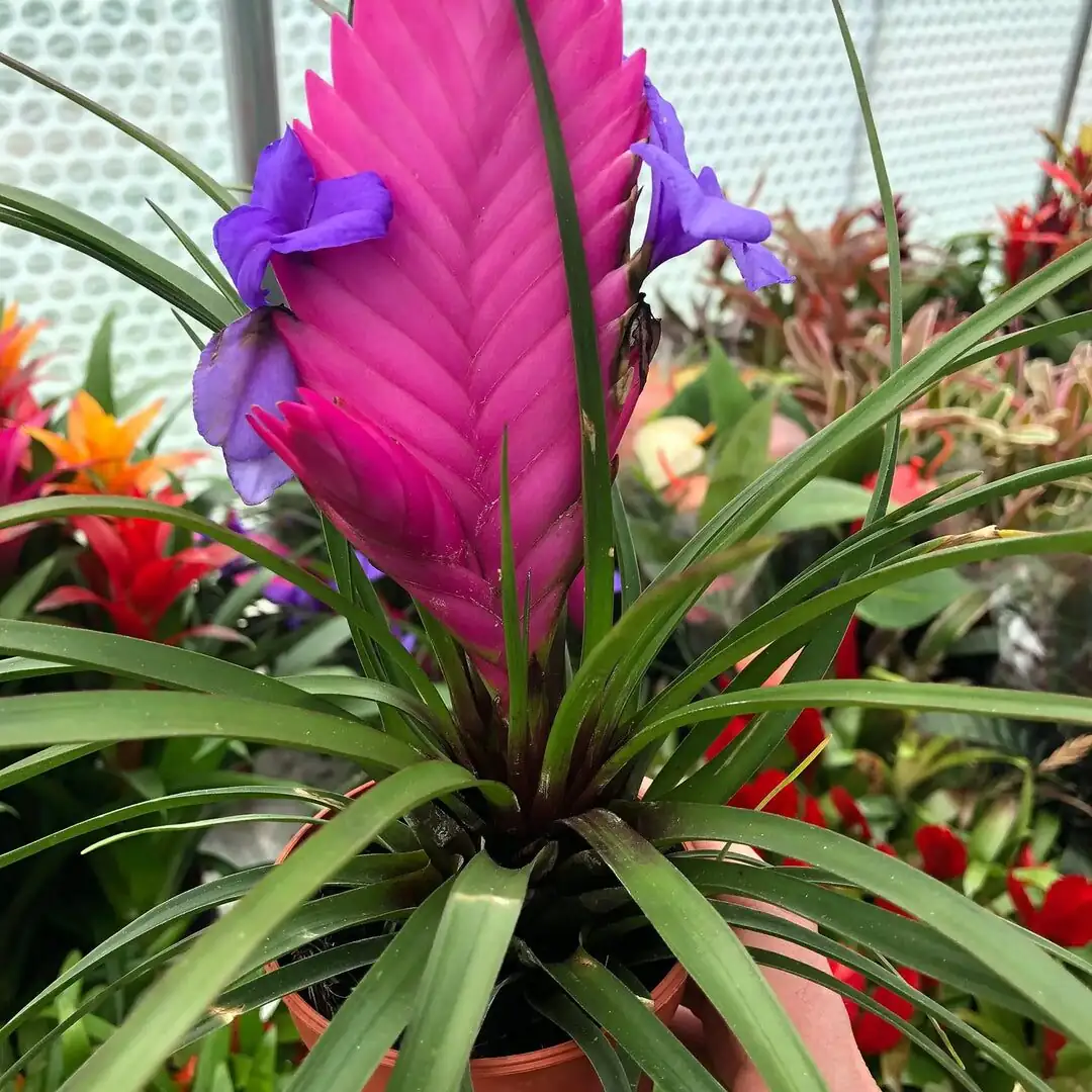 pink quill bromeliad on rainforest tree