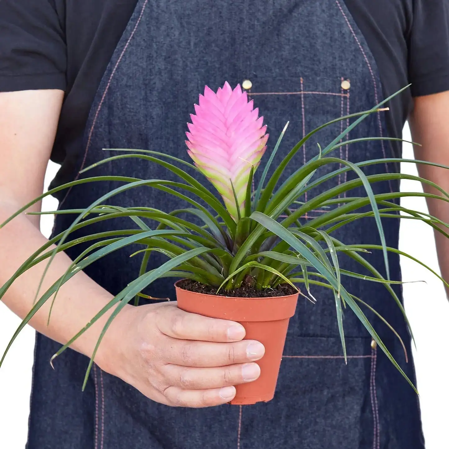 pink quill bromeliad water change hands
