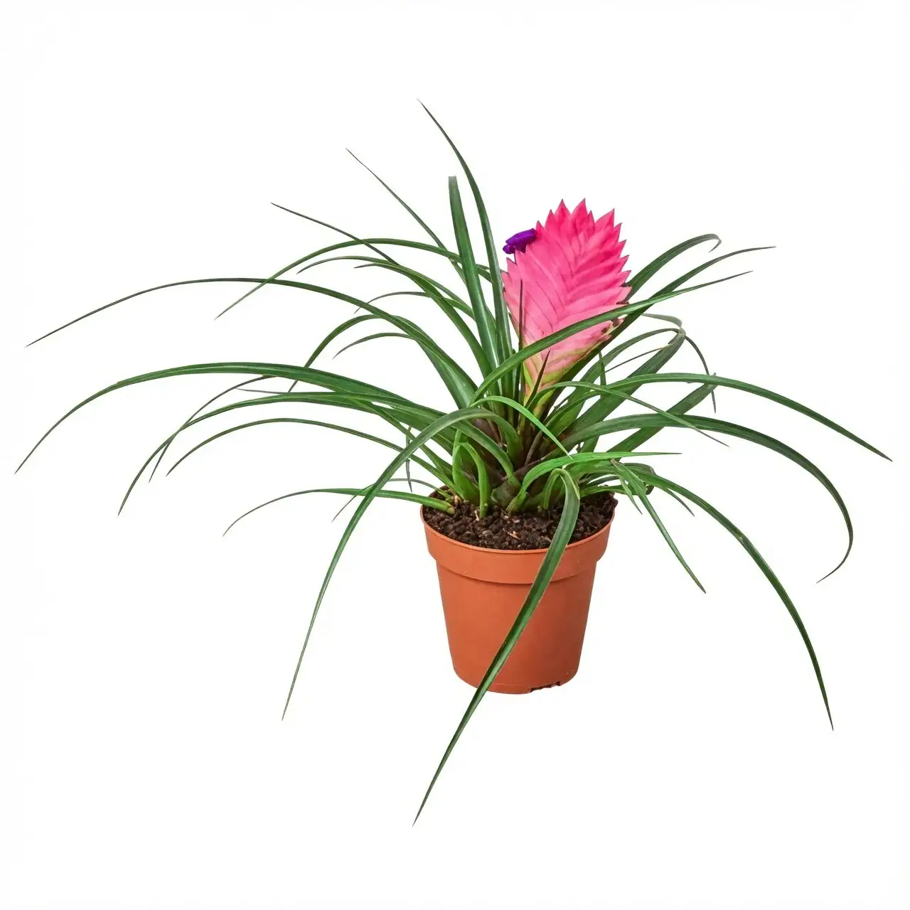 pink quill bromeliad bright window