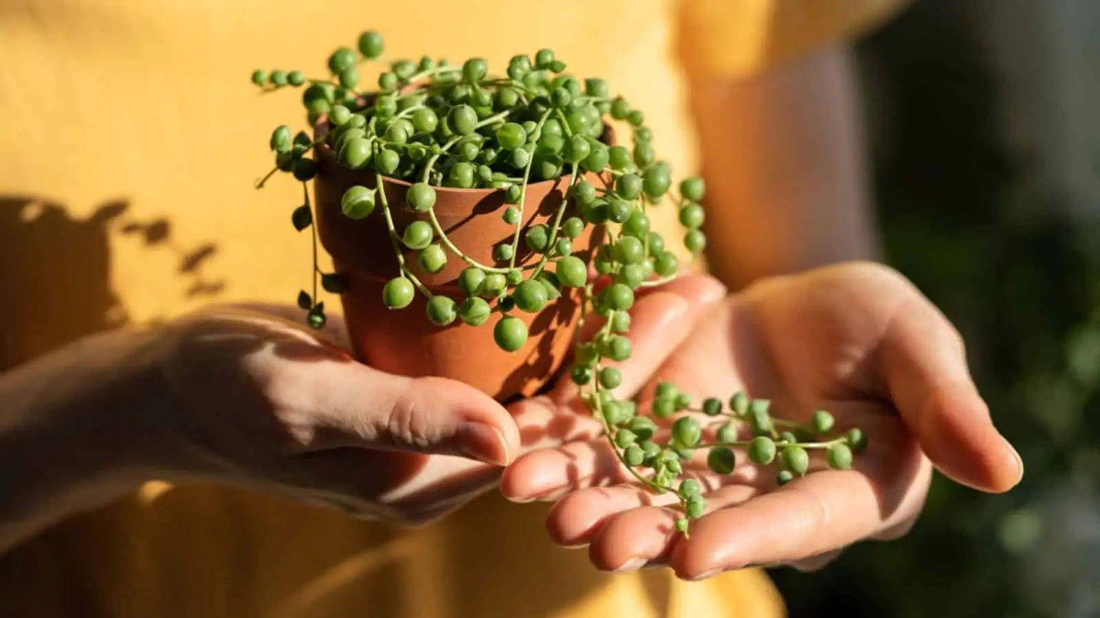 string of pearls plant watering drainage