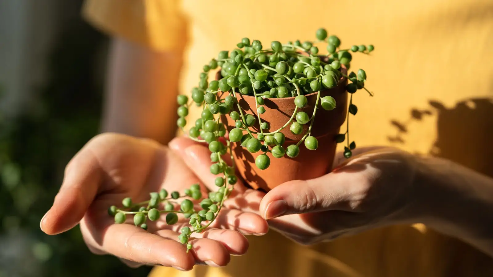 string of pearls potting mix gritty