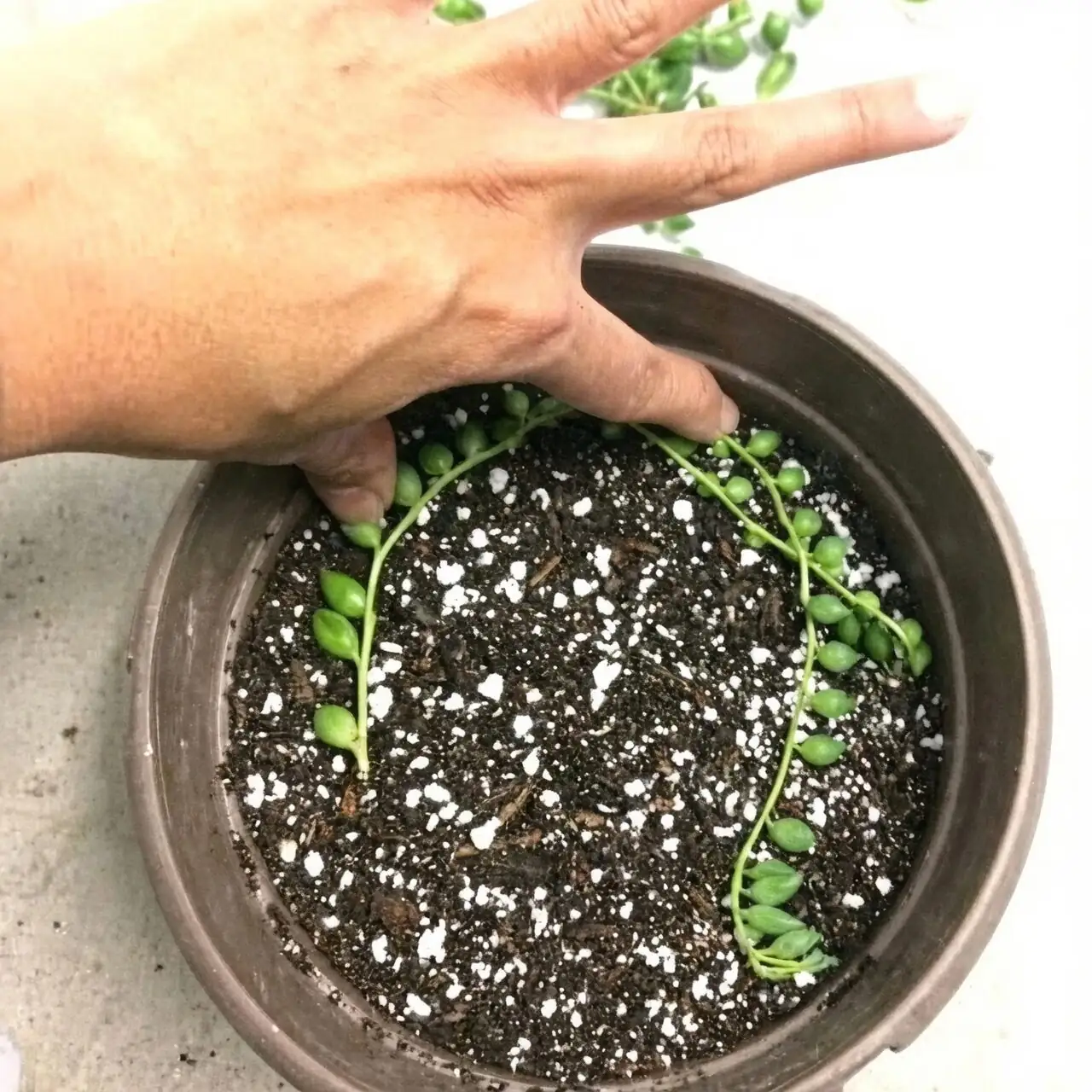 string of pearls stem cuttings