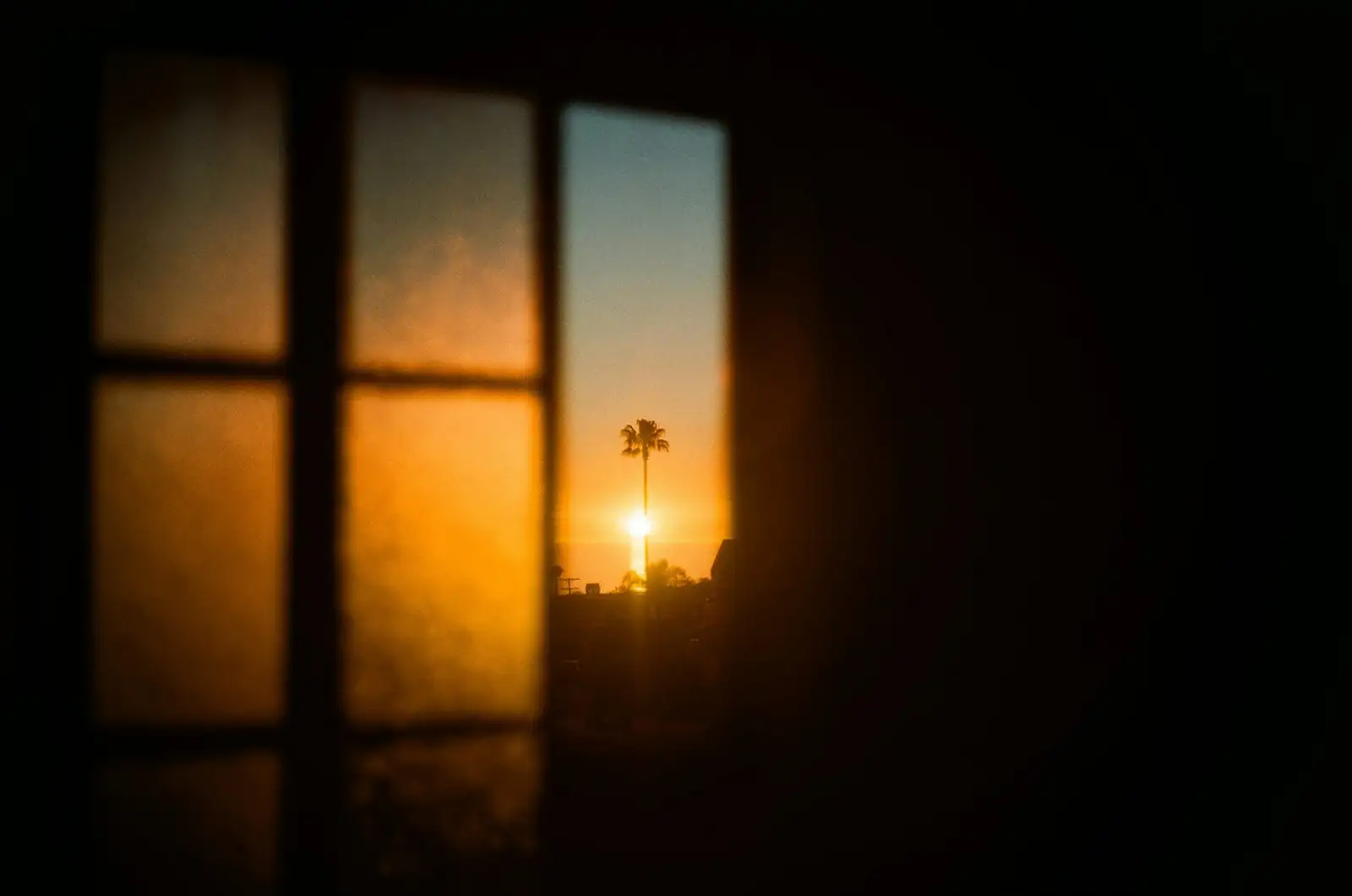string of pearls east window morning sun