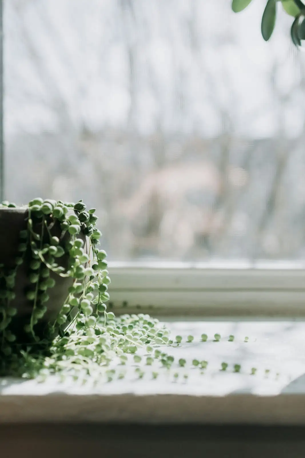 string of pearls south window winter