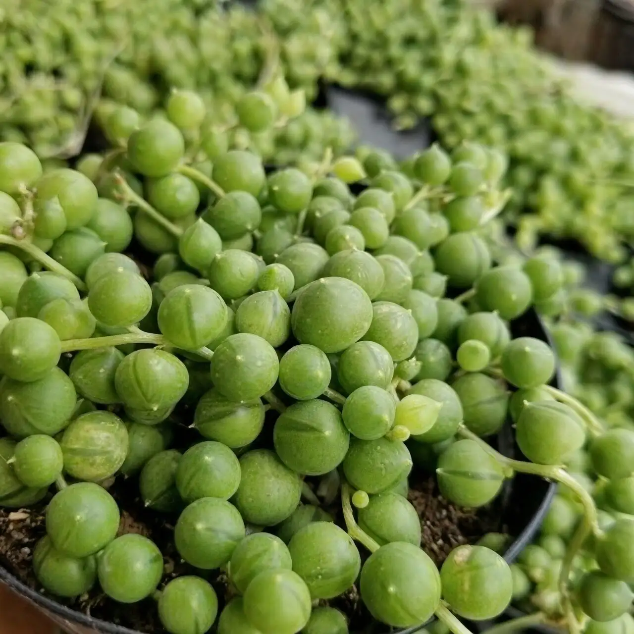 string of pearls etiolation close up