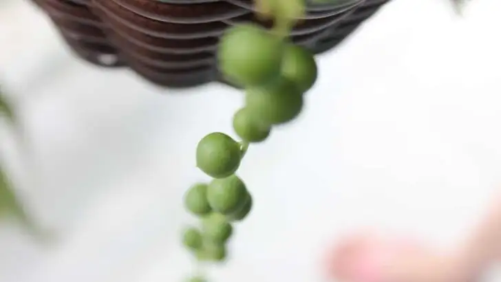 string of pearls habitat rocks shade