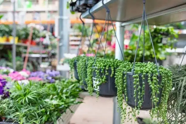 string of pearls hanging basket living room