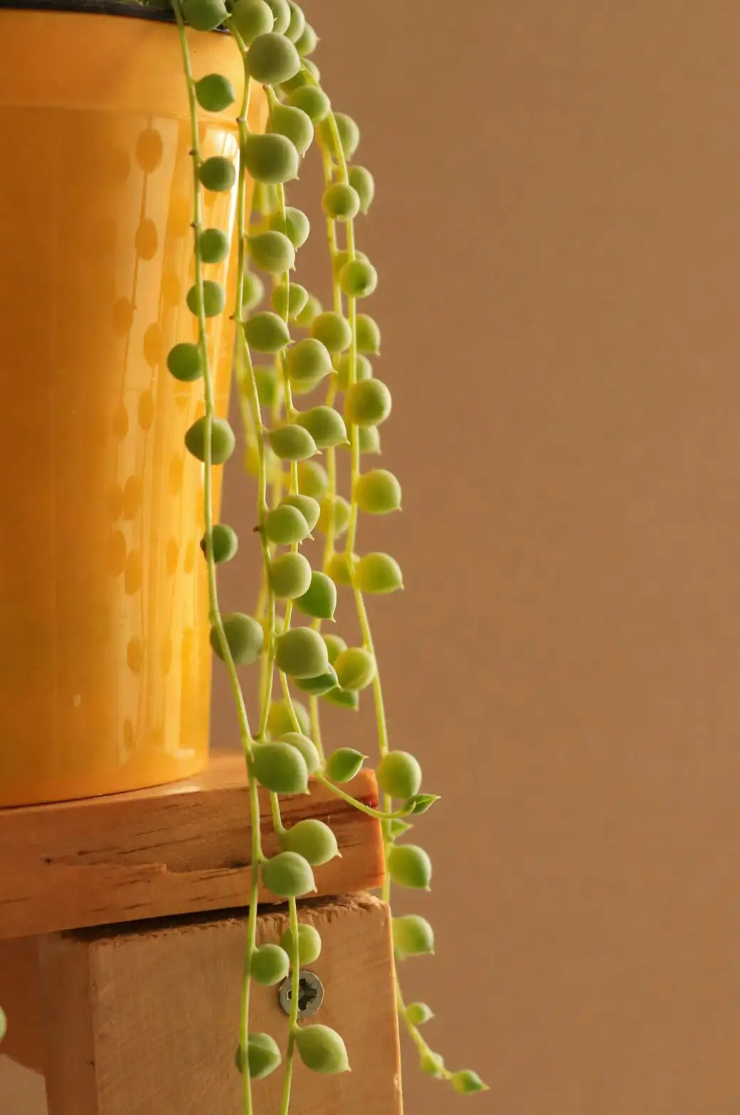 string of pearls and spider plant