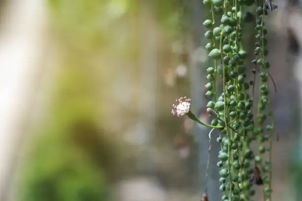 string of pearls leaf window macro