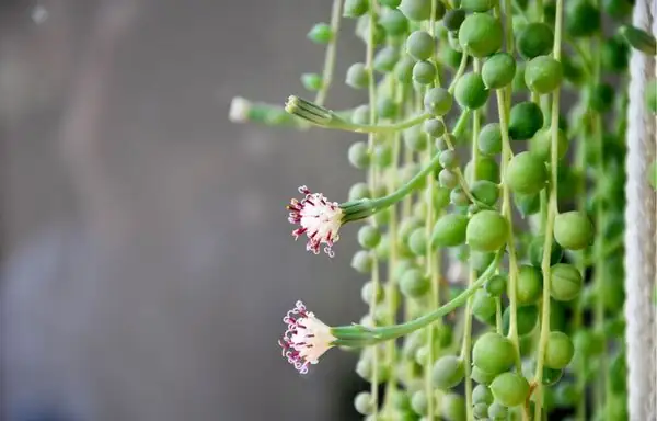 string of pearls white flowers close-up