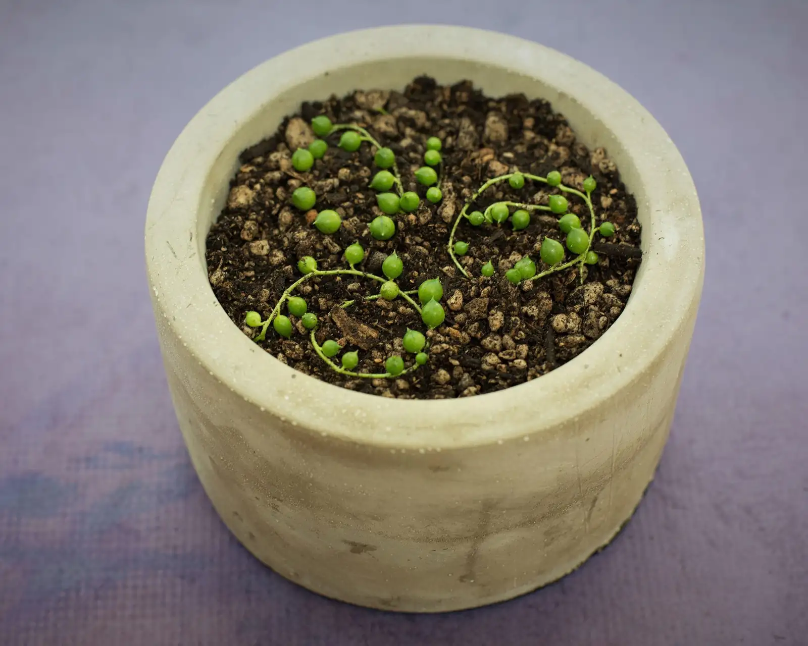 string of pearls cuttings rooting soil