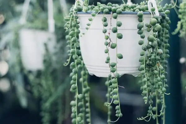 从佛珠到情人泪：珍珠吊兰的花语是谁定的？风水寓意与送礼指南