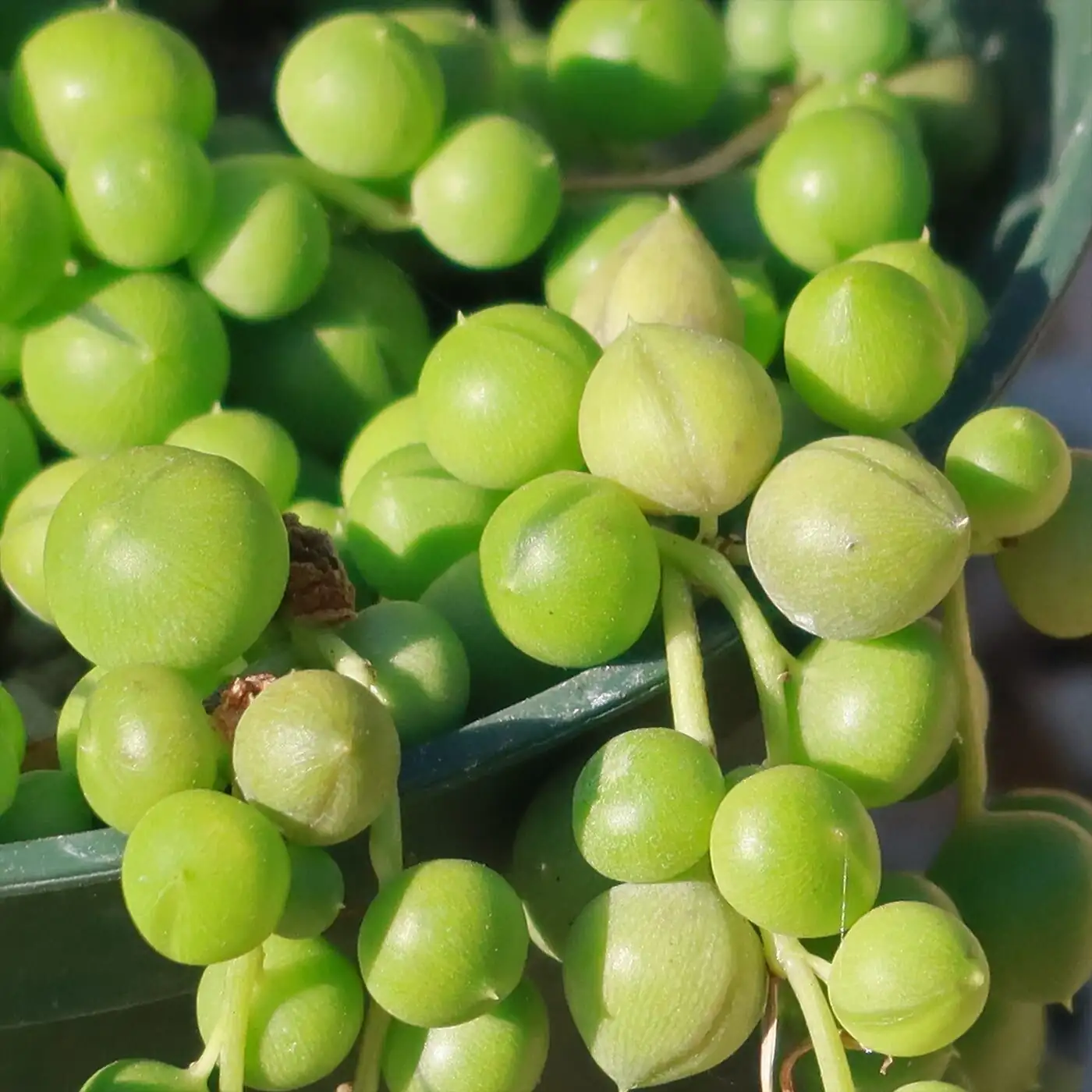 string of pearls leaf close-up