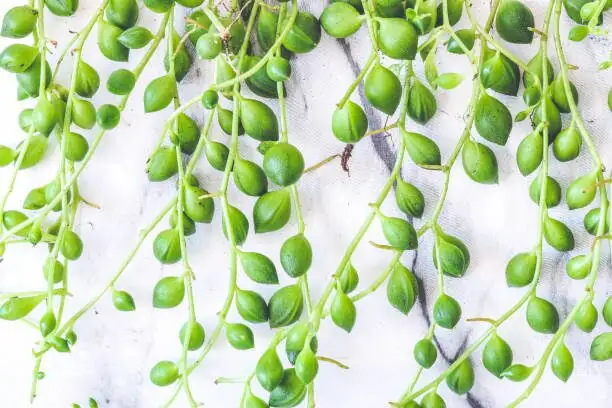 string of pearls stem cuttings close-up