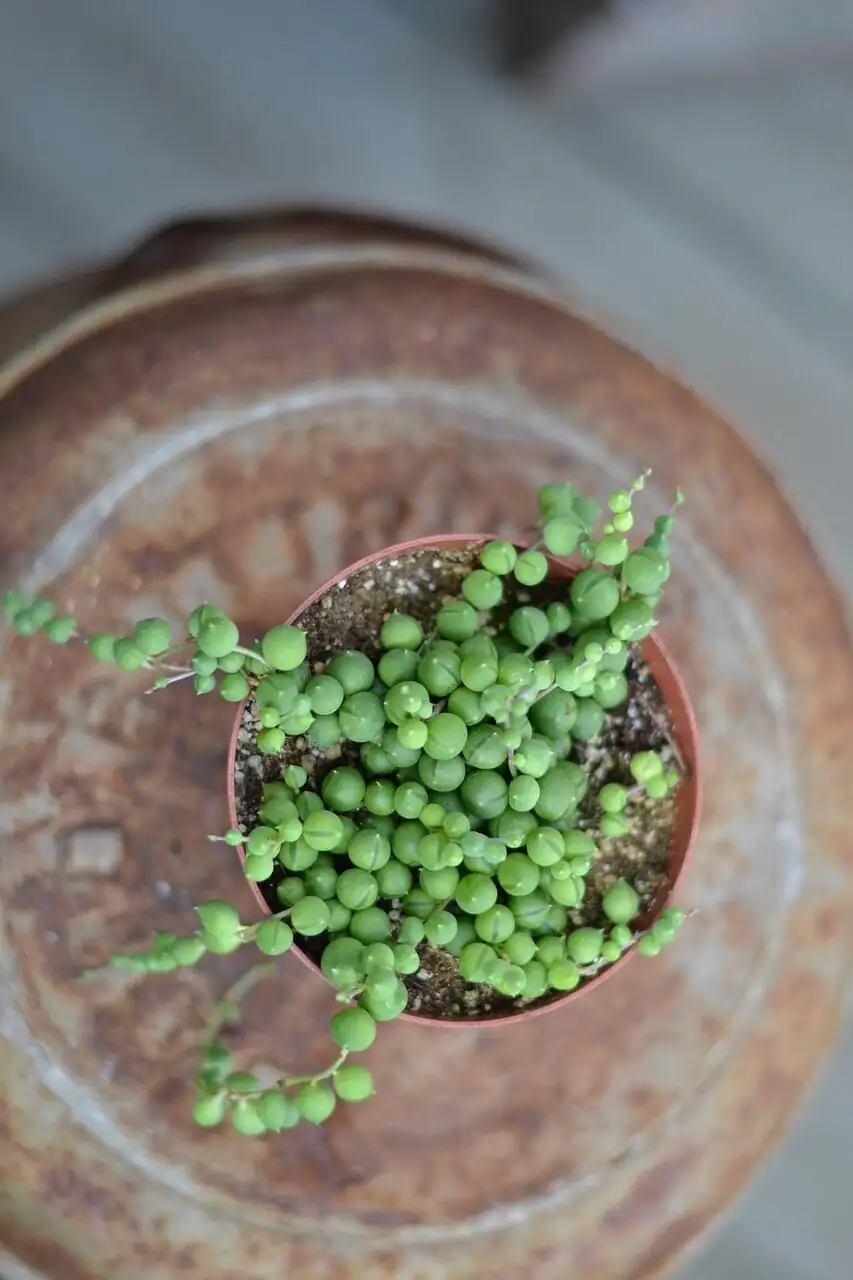 string of pearls repotting shallow pot