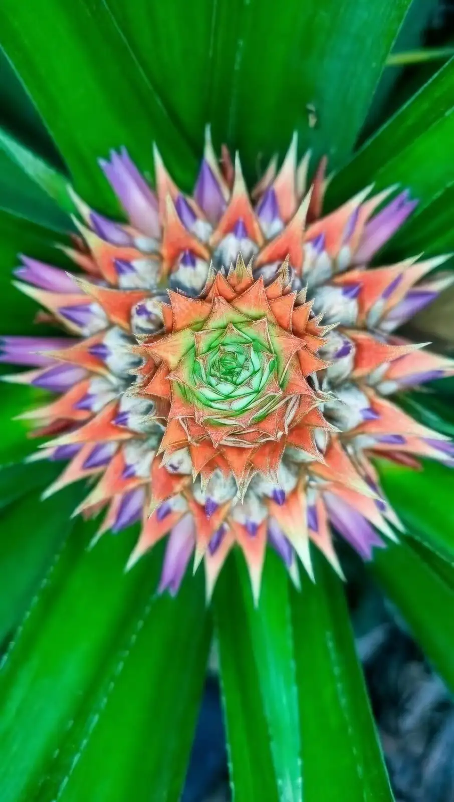 pineapple inflorescence purple flowers