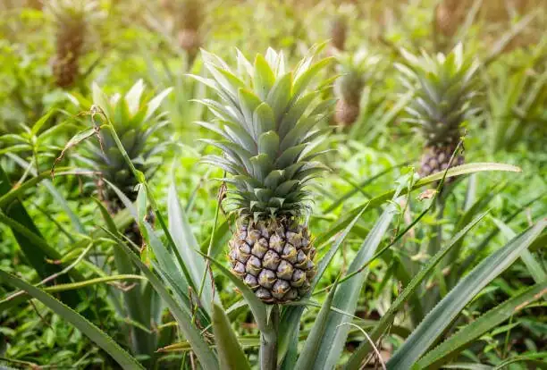 pineapple field sunrise mist