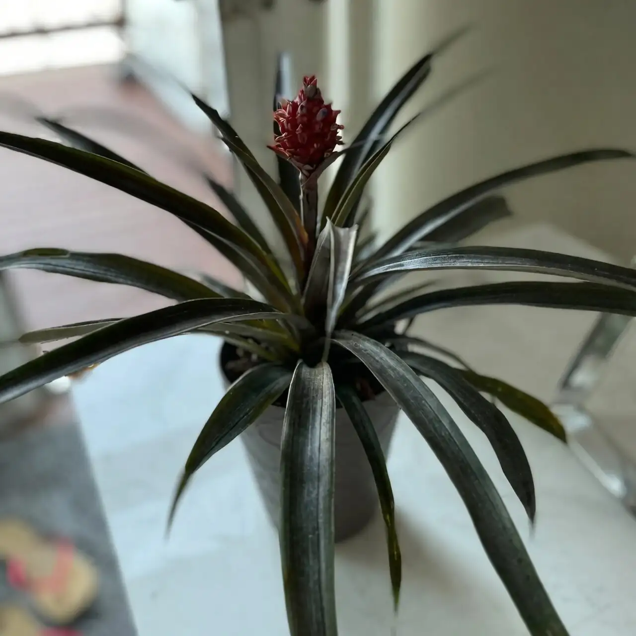 pineapple potted indoor window light