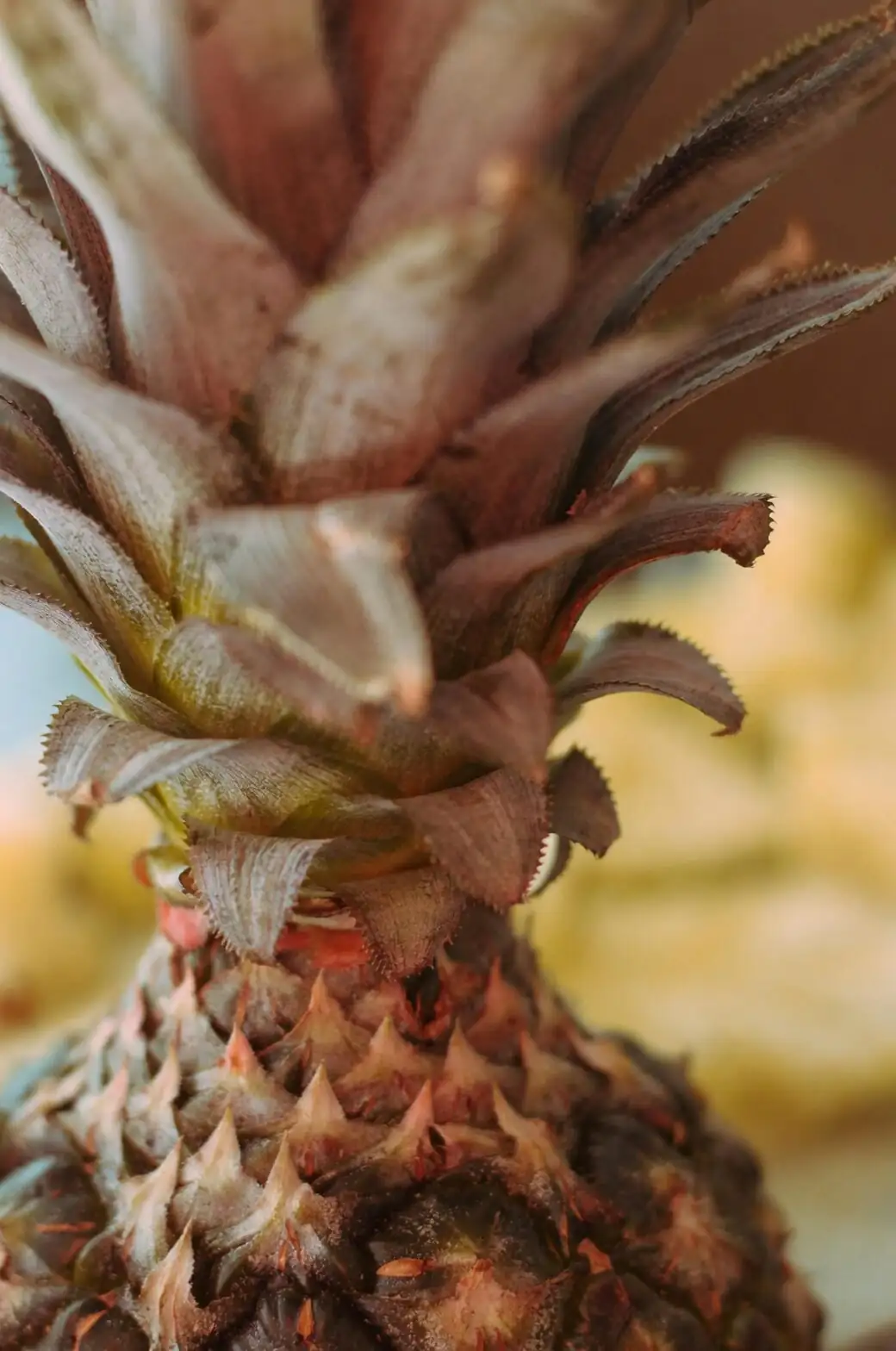 pineapple crown base cleaned close-up