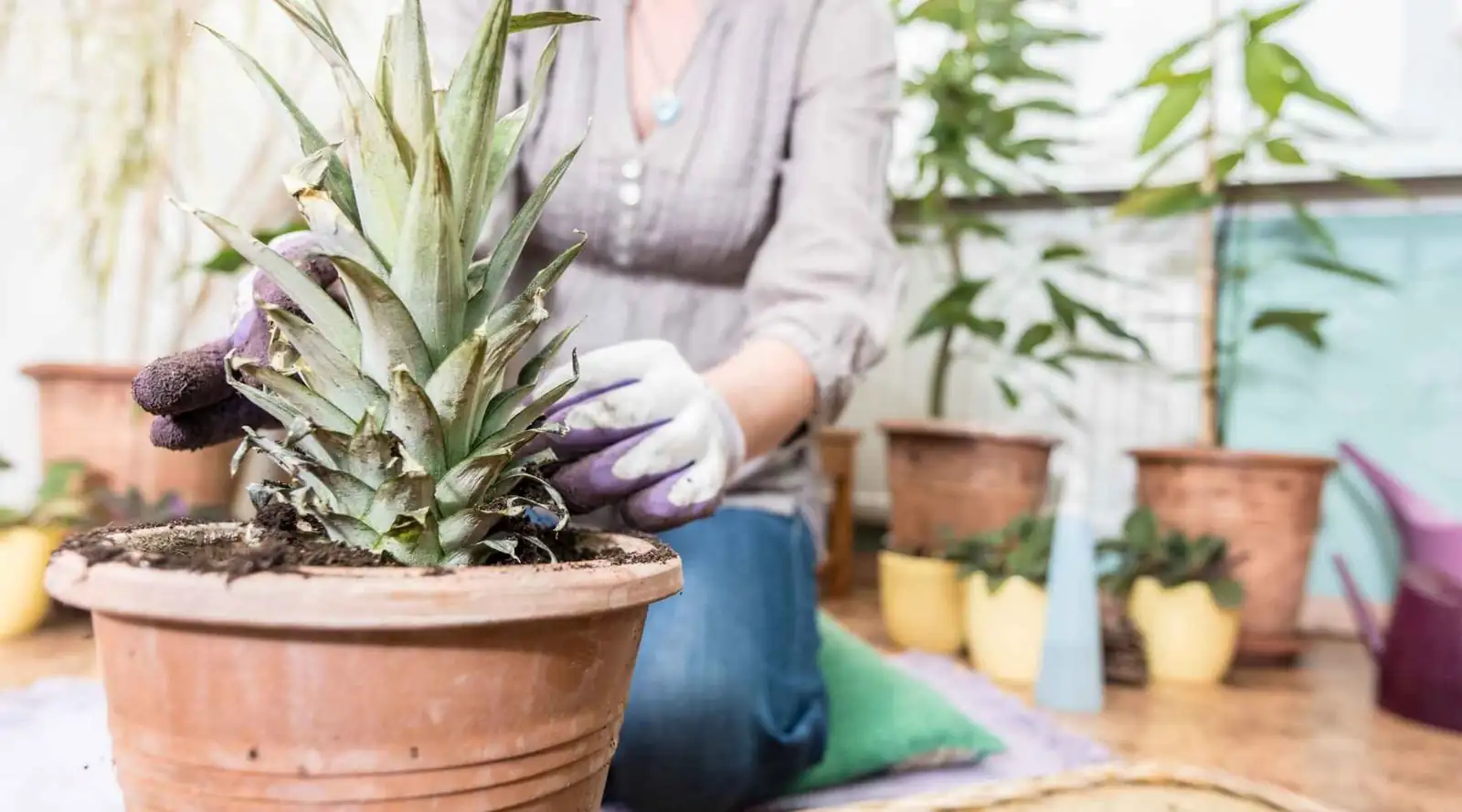 pineapple plant apple ethylene bag