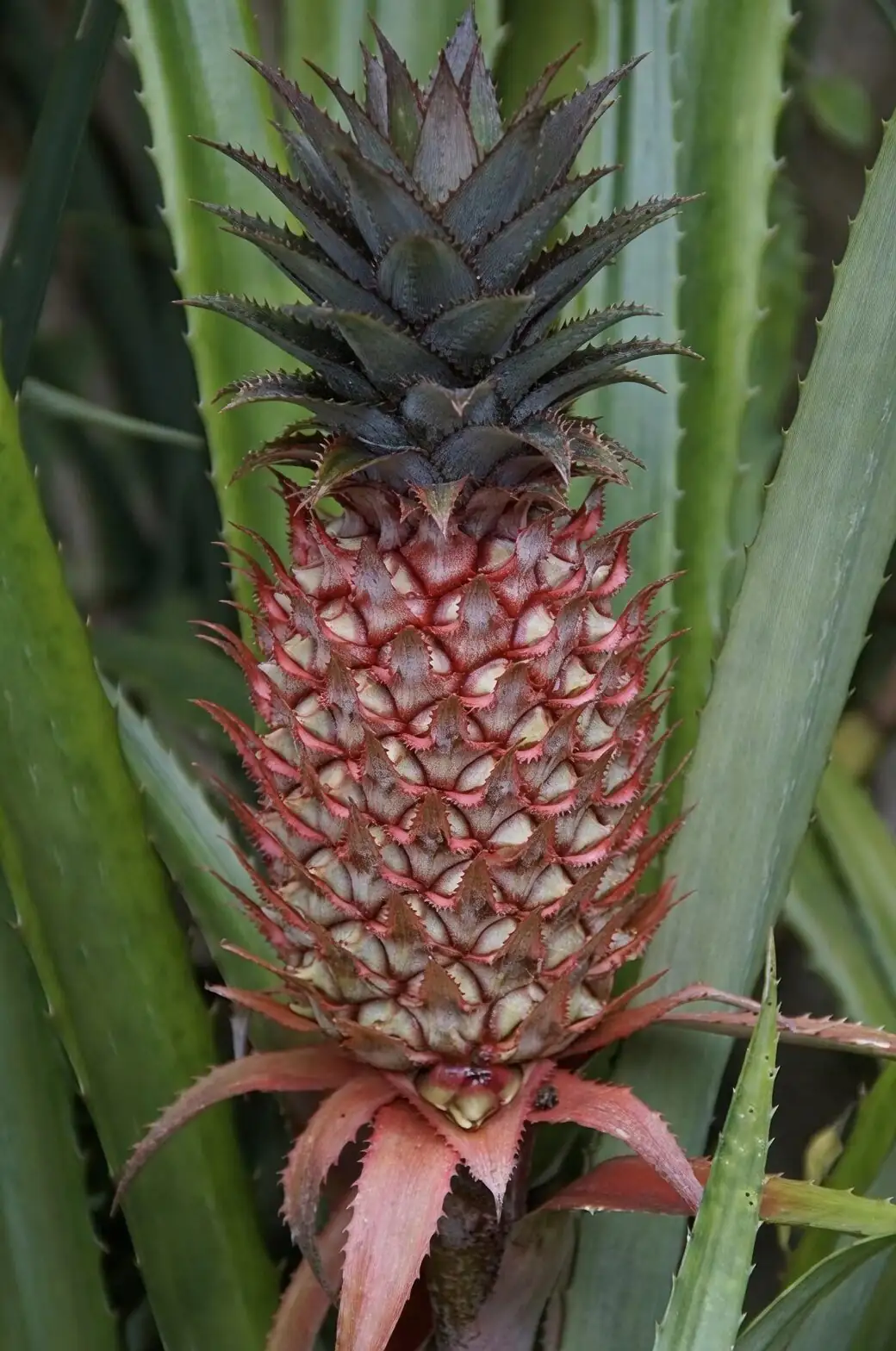pineapple ripening on plant close-up