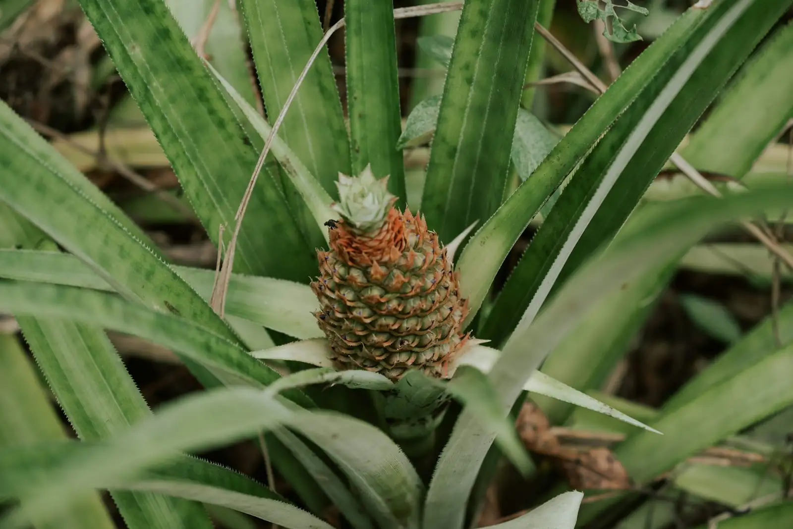 凤梨四季养护手账：Zone 10–12到北方阳台，不同气候的月度任务清单