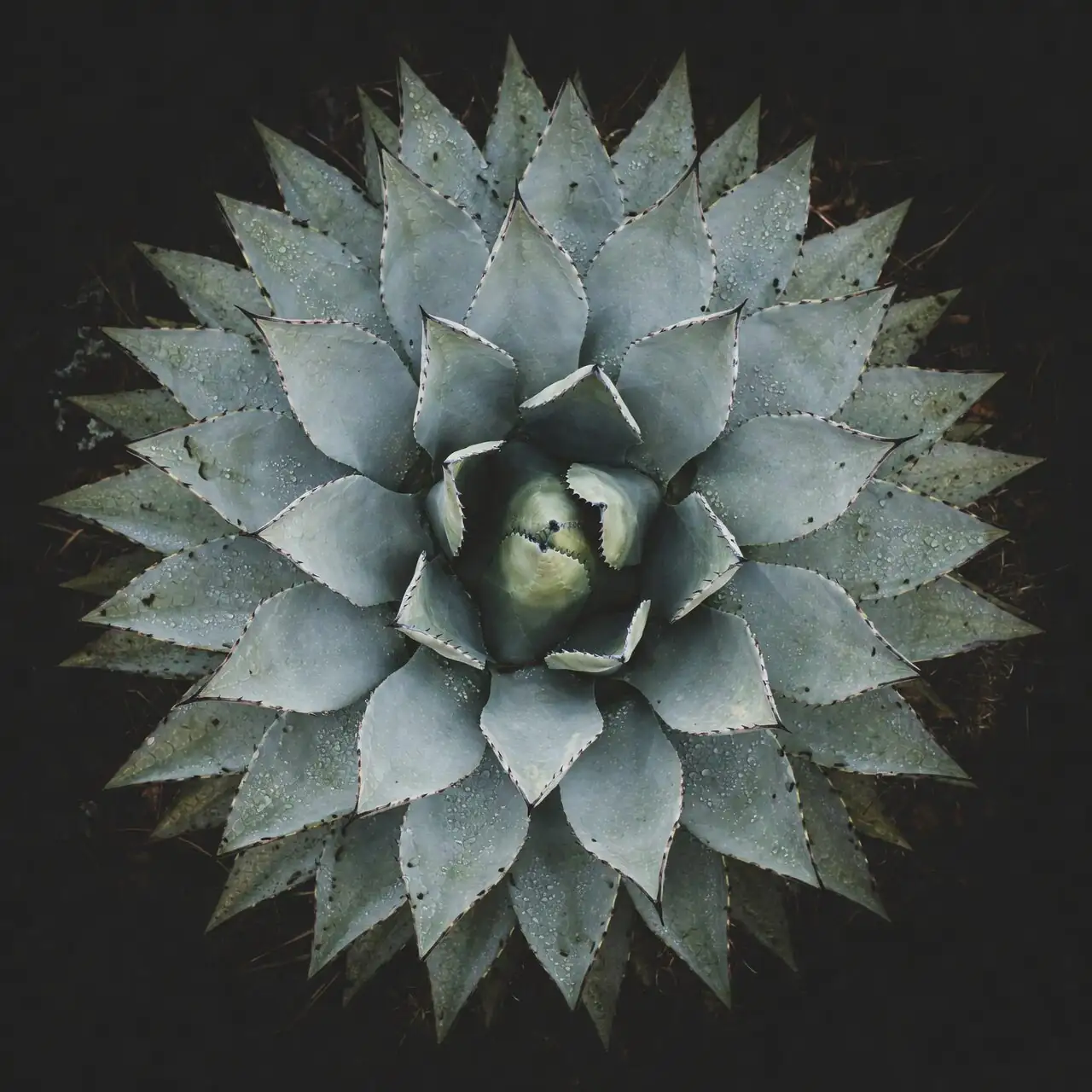 pineapple plant rosette close-up