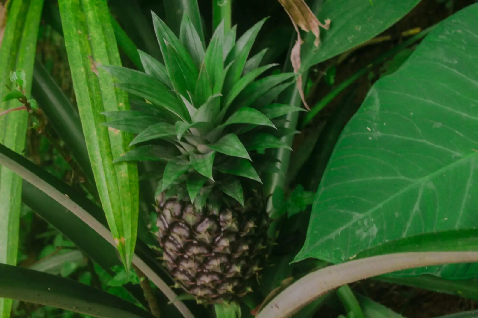 pineapple plant shade cloth summer