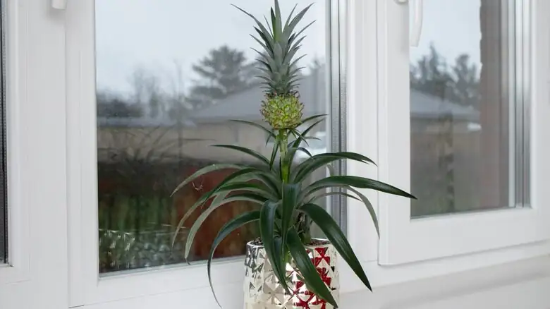 pineapple plant indoor south window