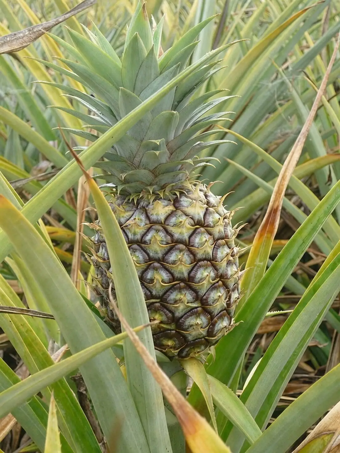 pineapple field with banana papaya