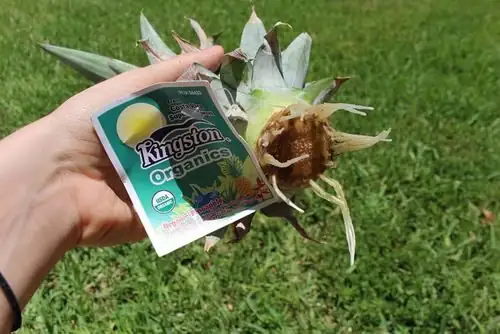 pineapple crown cutting rooting