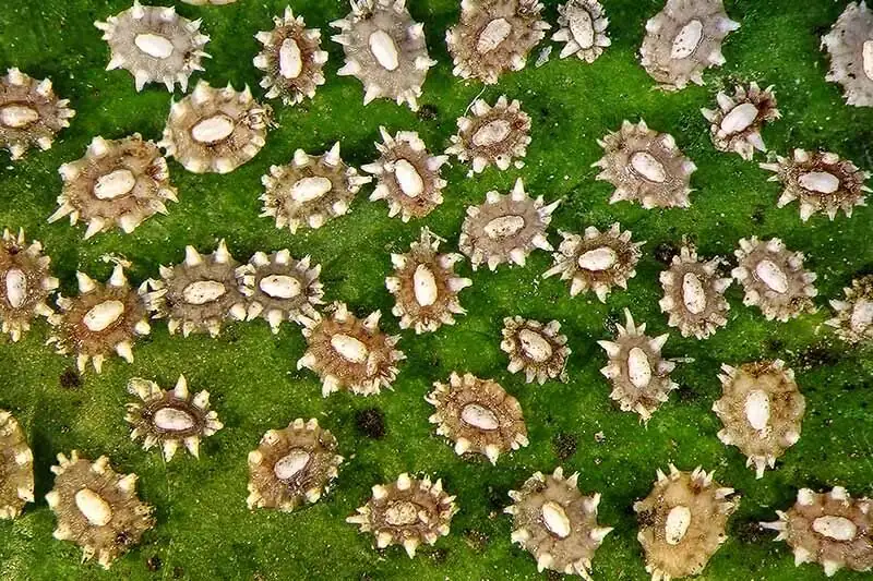 pineapple scale insects leaf close-up